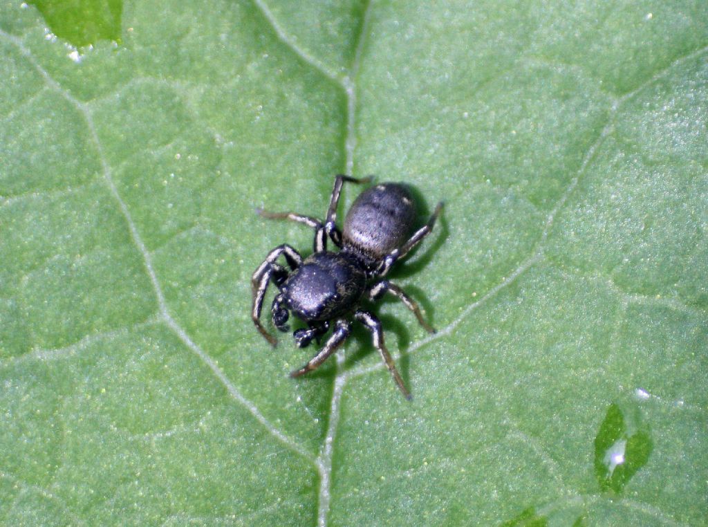 Heliophanus sp. - Lesmo (MB)